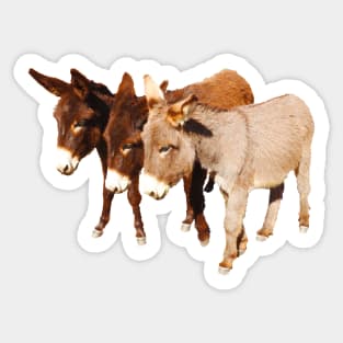 Wild burros, donkeys, wildlife, Wild Burro Buddies Sticker